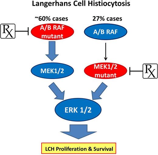 The RAS-RAF-MEK-ERK pathway represents a driver in the pathogenesis of LCH while offering the potential for targeted therapeutic approaches. As much as 60% of LCH patients carry mutated forms of ARAF or BRAF (V600E) capable of constitutive phosphorylation of the downstream effectors MEK1 and MEK2 that ultimately drive ERK activity. Up to 50% BRAF-V600E–negative LCH cases (27% total) harbor a mutation in MAP2K1 that leads to constitutive MEK1 and consequent ERK activation, promoting downstream proliferation and survival networks to drive LCH. The mutually exclusive presence of BRAF and MAP2K1 mutations presents an ideal opportunity to intervene with selective agents like vemurafenib or trametinib to target 2 critical enzymes essential to LCH pathogenesis.