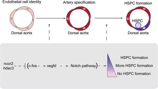 HSPCs emerge from endothelial cells within the dorsal aorta. Disruptions in endothelial or arterial identity lead to defects in HSPC formation. The nuclear corepressor, ncor2, acts as a gatekeeper of vascular and hemogenic endothelial fate through its regulation of c-fos, vegfd, and Notch signaling.
