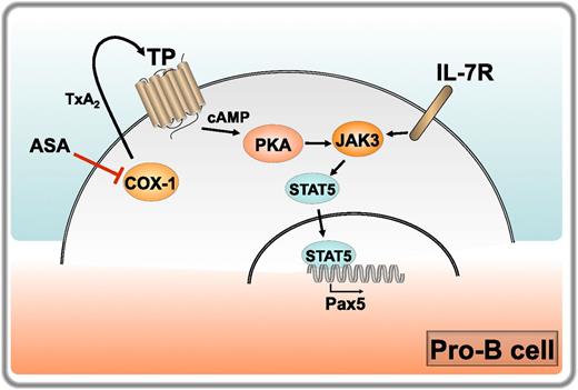 Regulation of B-cell development by COX-1. IL-7 receptor engagement on pro-B cells triggers JAK/STAT5 signaling, resulting in translocation of STAT5 to the nucleus and transcription of target genes. These include the master transcription factor Pax5, which drives the pro-B to pre-B cell transition. COX-1 is expressed at high levels in pro-B cells, where it catalyzes the production of TxA2. Released TxA2 triggers its receptor TP in a cell autonomous manner, promoting the accumulation of cAMP and activation of PKA, which enhances JAK3/STAT5 signaling and Pax5 expression, thereby cooperating with the IL-7 receptor in driving the pro-B to pre-B maturation step. COX-1 inhibition by aspirin (ASA) in healthy volunteers results in a reduction in TxA2 production, which correlates with impaired JAK3/STAT5 signaling and Pax5 expression. Professional illustration by Laura Patrussi.
