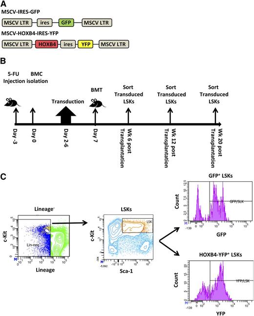 Figure 1. Experimental design of HOXB4 target gene analysis in transplanted murine HSCs. (A) Schematic diagram of HOXB4 retroviral and GFP control vectors used to transduce 5-fluorouracil (5-FU)–treated BM cells. (B) Timeline of transduction and mouse transplantation assay. C57Bl/6J mice were treated with 5-FU for 3 days prior to isolation of BM cells. After 2 days of prestimulation with a cytokine cocktail, cells were transduced for 4 days with either the GFP or HOXB4 retroviral vector. A total of 1 to 2 million cells were transplanted into lethally irradiated recipient C57Bl/6J mice. Vector-expressing LSK cells were isolated from the BM at 6, 12, and 20 weeks posttransplantation and were processed by flow sorting prior to total RNA isolation. (C) Flow cytometry sorting strategy for transduced LSKs. BM cells isolated from recipients were first gated for lineage-negative cells, then for cKit+ Sca-1+ marker status, and then for vector expression based on GFP or yellow fluorescent protein (YFP) expression. Sorted GFP/YFP+ LSK cells were used for subsequent gene expression analyses. BMC, BM cells; BMT, BM transplant.