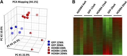 Figure 2. PCA and heatmap representation of HOXB4-induced expression profiles in BM LSK cells. (A) PCA using all probe sets, where each symbol represents a separate experiment as indicated by the legend, with red symbols denoting HOXB4 samples and blue symbols the GFP controls. The GFP+ LSK cells and HOXB4+ LSK cells segregate into statistically separate groups across the PC1 axis. HOXB4-LSK cells harvested at 6 weeks are distinct from 12-week and 20-week HOXB4-LSKs across the PC2 axis. (B) Heatmap of gene expression alterations seen across all probe sets, with triplicate samples per experimental arm and time points as indicated by the labels. Red indicates overexpressed probe sets relative to GFP controls, whereas green indicates underexpressed probe sets. PC, principal component.