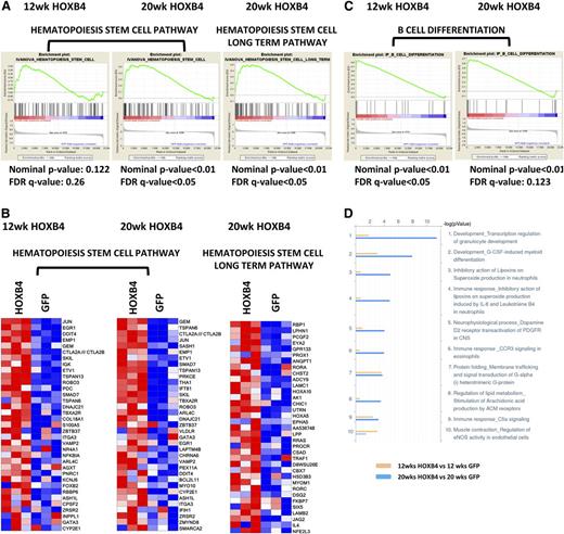 Figure 4. GSEA and MetaCore pathway analysis of HOXB4 responsive genes. (A) GSEA analyses are shown for HOXB4 regulated genes identified for 2 different HSC pathways. LSK cell samples were obtained from transplanted mice at 12 and 20 weeks after transplant. For each GSEA, the nominal P value and FDR q-value are shown below each pathway graph. Statistical significance was validated for both pathways in 20-week samples. (B) Heatmap gene expression changes in individual gene probe sets within the Hematopoiesis Stem Cell pathway and Hematopoiesis Stem Cell Long Term pathway in LSK cells analyzed at 12 and 20 weeks after transplant. Each column represents an independent experiment within the indicated group. Red boxes represent upregulated genes and blue boxes represent downregulated genes. (C) GSEA analysis B-cell differentiation pathway genes altered by HOXB4 expression in 12- and 20-week LSK samples. Statistical parameters are listed below each analysis. (D) Pathway analysis of differentially expressed probe sets using MetaCore program analysis showing the top 10 pathways regulated by HOXB4 at 12 (yellow) and 20 weeks (blue) posttransplantation. The x-axis scale shows the −10 log (P value) of each pathway. The Development_Transcription regulation of granulocyte development pathway and Development_G-CSF-induced myeloid differentiation pathway are the top 2 pathways activated by HOXB4 at 20 weeks posttransplantation.