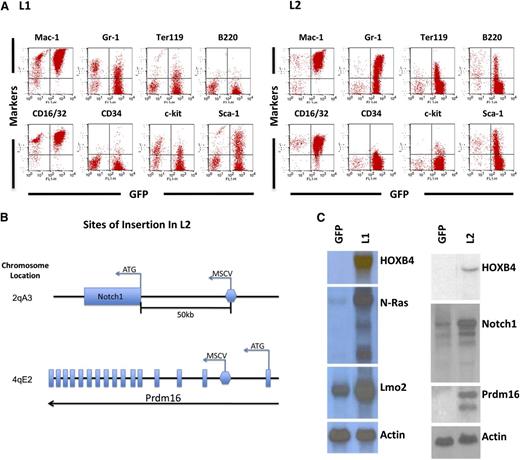 Figure 5. HOXB4-mediated leukemia in transplanted mice due to vector insertion site-mediated oncogene activation. (A) Immunophenotyping of BM cells from recipients displaying leukemia cases L1 and L2. The y-axis shows the indicated cell surface markers identified by antibody staining, and the x-axis shows GFP expression associated with the HOXB4 vector. Expression of monomyeloid cell surface markers (Mac-1, CD16/32, Gr-1) and also erythroid (Ter119) and B-lymphoid (B220) markers are shown. A smaller percentage of the leukemic cells also expressed the stem cell markers c-kit and Sca1. (B) Retroviral insertion sites in L2 were identified by splinkerette PCR. The location of the 2 insertion sites in the adjacent to Notch1 and within Prdm16 and shown schematically along with the orientation of the vector at the insertion site. (C) Northern blot analysis of relevant oncogenic mRNAs from control and HOXB4 leukemic cells from both the L1 and L2 cases. The control cells consisted of BM cells of mice transplanted with normal BM cells transduced with the “empty” MSCV/GFP vector (lane labeled GFP). There is a markedly increased level of N-Ras mRNA (15- to 20-fold) and a mild increase (∼twofold) of Lmo2 mRNA in L1 BM cells when compared with control BM cells. There is a markedly increased level of Prdm16 mRNA and a mild increase (∼twofold) of Notch1 mRNA in L2 BM cells compared with control BM cells. Actin serves as an internal loading control.