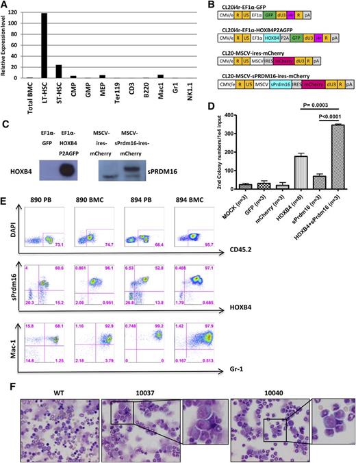 Figure 7. Enforced coexpression of HOXB4 and sPrdm16 enhances HPC self-renewal in vitro and induces myeloid preleukemic transformation in transplanted mice. (A) Quantitative real-time PCR of endogenous Prdm16 mRNA levels in various sorted progenitor and stem cell populations. Gapdh mRNA was used as a loading control, and the level of Prdm16 mRNA expression in whole BM was set at a relative value of 1.0. (B) Schematic representation of lentiviral vectors to overexpress HOXB4 and sPrdm16. The promoters and fluorescent reporter genes used are indicated. The 400-bp chromatin insulator (i4r) was used as indicated to protect from position effects. (C) Western blot analysis of HOXB4 and sPrdm16 expression in NIH-3T3 cells transduced with the indicated vectors. Note the lower background band seen on the sPrmd16 blot is also present with the “empty” vector control. (D) Secondary colony numbers by myeloid CFU-C assay on sorted transduced cells as a measure of self-renewal capacity. Cells were transduced with control vectors or mock transduced or with single HOXB4 or sPrdm16 vectors or cotransduced with both HOXB4 and sPrdm16 vectors as indicated. After a primary CFU-C assay, cells were replated and colonies scored based on 10 000 cell inputs. Error bars show the standard deviation for multiple experiments, and statistical comparisons are indicated above the histograms. (E) Flow cytometry analyses of HOXB4 and sPrdm16 double-positive cells in peripheral blood (PB) and BMC of 2 primary recipients, # 890 and # 894. The top row shows staining for the donor background CD45.1, the middle row shows expression of the sPrdm16 vector marker (mCherry) and the HOXB4 vector marker (GFP), and the bottom row shows expression of the Mac-1 and Gr-1 myeloid markers. Note the expansion of double-positive myeloid cells in each of these cases. (F) BM cytospin photomicrographs of secondary recipients (#10037 and #10040) derived by transplantation from donor #890. Insets show higher magnification of the myeloid blasts seen in these cases, which comprised 30% to 50% of the cells on these slides. Slides were stained with Romanowsky stain, and images were acquired digitally on a Nikon ECLIPSE E800 microscope (Nikon, Japan) equipped with a Nikon DXM1200 camera and Nikon S Flour 40×/1.30 oil lens using NIS Elements software (Nikon). WT, wild-type.