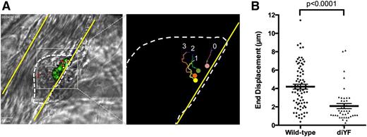 Figure 1. Loss of β3 integrin tyrosine phosphorylation attenuates platelet mass consolidation following vascular injury in vivo. Platelet mass consolidation was monitored by tracking the movement of individual platelets following adhesion to a developing thrombus, as described in Methods. (A) Photomicrographs show representative thrombus from a WT mouse. The panel on the left shows 4 fluorescently labeled platelets within the platelet mass (outlined by the dotted line). The panel on the right shows the region in the left panel outlined by the gray box. The movement of the 4 platelets was tracked over time using image analysis software, and the tracks of each platelet in the image can be seen. (B) The movement of individual WT and diYF platelets during laser-induced thrombus formation is reported as the end displacement (total distance along a straight line from platelet starting point to endpoint). Horizontal line and error bars indicate the mean ± SEM. For WT, n = 78 platelets from 14 thrombi and for diYF n = 43 platelets from 12 thrombi. Statistics were calculated using the Mann-Whitney test.