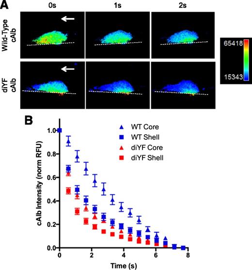 Figure 2. Molecular transport is increased in diYF thrombi. cAlb was used to calculate molecular transport in thrombi formed following laser-induced injury in cremaster arterioles of WT and diYF mice. (A) Photomicrographs show caged-carboxyfluorescein albumin fluorescence within a representative WT and diYF thrombus. The fluorescence is shown in pseudocolor to indicate relative concentration (blue is low, red is high). From left to right, panels show the same WT (top row) or diYF (bottom row) thrombus immediately following a flash of 405-nm laser light to uncage the cAlb in the thrombus (0 seconds), followed by images captured 1 second and 2 seconds after the flash. The decrease in albumin fluorescence from 0 to 2 seconds is due to washout of the albumin from the platelet mass. Note the albumin is retained longer in the core region of the thrombi. (B) Graph shows cAlb washout in the core (P-selectin positive, triangles) and shell (P-selectin negative, squares) regions of WT (blue) and diYF thrombi (red). Quantification and normalization procedure is described in “Methods.” Values are mean ± SEM for n = 11 WT and n = 12 diYF thrombi.