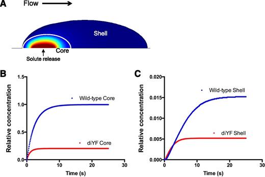 Figure 3. Computational modeling studies demonstrating the impact of impaired platelet mass consolidation on solute distribution within a thrombus. (A) A snapshot of the simulation at steady state showing the core and shell regions, as well as the relative concentration of a solute released at a constant rate from a 3-µm patch on the vessel wall beneath the core region (shown in pseudocolor: red is high, blue low concentration). (B-C) Graphs depict relative concentration in the core (B) and shell (C) regions of a solute released at a constant rate from the vessel wall beneath the core region. The core and shell regions were defined by values for porosity, permeability, and effective diffusion coefficient that were chosen based on their ability to fit the transport data for WT and diYF mice shown in Figure 2 (as described in Tomaiuolo et al8).