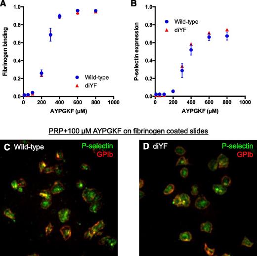 Figure 5. Fibrinogen binding and P-selectin expression are normal in diYF platelets. (A-B) Flow cytometry analysis of fibrinogen binding (A) and P-selectin expression (B) in WT and diYF platelets. Platelets were stimulated with the indicated concentrations of the PAR-4 agonist AYPGKF. Data are expressed as the percentage of positive cells (mean ± SEM, n = 3). (C-D) Representative photomicrographs from WT and diYF platelets showing GPIb (red) and P-selectin (green) expression by immunofluorescence. Platelets were stimulated with 100-µm AYPGKF and allowed to spread on immobilized fibrinogen for 45 minutes at 37°C. The cells were fixed and stained with anti-GPIb and anti-P-selectin without permeabilization to assess surface protein expression.