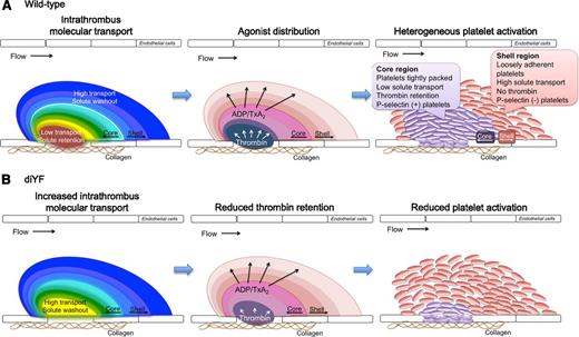 Figure 7. A model for the role of intrathrombus molecular transport in the regulation of agonist distribution and platelet activation. (A) Diagrams show relative gradients of intrathrombus molecular transport rates (left), platelet agonist distribution (middle), and platelet activation (right) following vascular injury in vivo. (B) The impact of impaired β3 integrin phosphorylation is shown.
