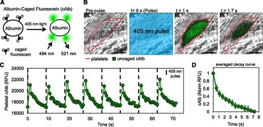 Figure 1. Design of cAlb biosensor for visualization of the molecular transport properties of thrombi generated in vivo. (A) BSA was labeled with cAlb, which is uncaged using 405-nm light to induce fluorescence. (B) Intravital microscopy was used to observe cAlb in vivo. Infusion of cAlb into the blood stream was followed by laser-induced injury to the mouse cremaster muscle arterioles to induce thrombus formation. Periodic pulses of 405-nm light were used to uncage cAlb and the resulting fluorescence intensity and decay were monitored with fluorescent microscopy. The represented fluorescence intensity has had the background subtracted and then been scaled to demonstrate signal decay within the thrombus. (C) Quantification of the intrathrombus cAlb signal was measured over multiple pulses of uncaging light for thrombus in panel B. (D) An average intrathrombus cAlb decay curve was generated by averaging the decay after each of 16 pulses taken over 3 minutes.
