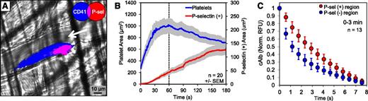 Figure 2. Regional heterogeneity of cAlb transport properties. (A) A representative image of a thrombus generated using a laser injury model in mouse cremaster arterioles (3 minutes postinjury). Thrombi were monitored for platelet deposition (blue), P-selectin exposure (red), and cAlb (not shown) for 0 to 3 minutes post-injury. (B) The growth of platelet (blue) and P-selectin(+) (red) areas were monitored over 3 minutes. The areas were measured by gating the images on either CD41(+) or P-selectin(+) pixels and then averaged across 20 injuries from 5 WT mice. (C) Thrombus regions were defined as CD41(+)/P-selectin(+) and CD41(+)/P-selectin(−) for cAlb analysis. Pulses of 405-nm light were used to activate the cAlb infused prior to injury, and the normalized decay curves for the P-selectin(+) (red) and P-selectin(−) (blue) regions were averaged over each pulse for 0 to 3 minutes postinjury (±SD).