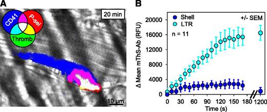 Figure 5. Thrombin activity within the LTR. (A) A representative image of thrombin activity (mThS-Ab; green, binary mode) within a thrombus 20 minutes after injury also showing platelet deposition (blue) and core formation (red). Overlay of 3 channels is white. (B) The change in the mean mThS-Ab fluorescence was monitored within the LTRs (cyan) and shell (blue) during the initial 3 minutes after injury and again at 20 minutes (±SEM).