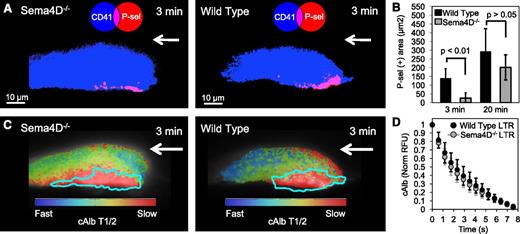 Figure 6. The role of contact-dependent Sema4D signaling in LTR and core formation. (A) Representative images of a thrombus generated in Sema4D−/− and WT mice cremaster muscle arterioles showing platelets (blue) and P-selectin (red) at 3 minutes postinjury. (B) Quantification of the average P-selectin(+) area within Sema4D−/− and WT thrombi at 3 and 20 minutes postinjury (n = 13 for both Sema4D−/− and WT; +/− SD) showing a lag in P-selectin exposure in the knockout. (C) For each representative thrombus, the corresponding cAlb half-life heat map is shown with the LTR highlighted (cyan). (D) The cAlb decay curves of the LTR of wild-type (black) and Sema4D−/− (gray) thrombi (WT, n = 10; Sema4D−/−, n = 14; ±SD).