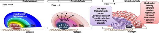 Figure 7. Model of the role of transport on agonist distribution and thrombus architecture. As platelets within a developing thrombus become activated, they change shape, retract, and pack tightly together driving the formation of the LTR. This leads to the retention of larger agonists, such as thrombin, within the LTR. Smaller agonists, such as ADP and TxA2, are able to diffuse more freely out of the LTR. The localization of these agonist gradients drives continued platelet activation in the LTR leading to core formation consisting of high platelet packing density, decreased solute transport, α-granule exocytosis, and fibrin deposition. The restriction of thrombin to the core contributes to the shell consisting of loosely adherent platelets, high solute transport, reduced platelet activation, and no fibrin.