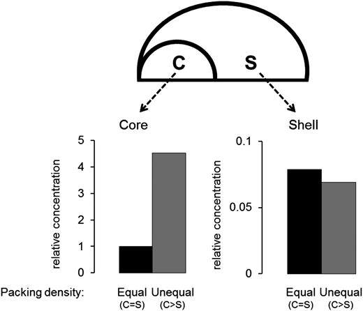 Figure 6. The core is retentive. Relative concentrations in a simulated core and shell were calculated when a substance with the same diffusion coefficient as albumin was released from a 1-µm patch under the core. Simulations were run until steady state was reached, comparing 2 scenarios in which the packing density in the core was either equal to or greater than the shell. Calculated concentrations were normalized to the value attained in the core when the packing densities are equal. The graph on the lower left shows steady-state concentrations in the core, which are higher when density in the core is greater than the shell. The graph on the lower right shows steady-state concentrations in the shell, which are lower than in the core and unaffected by having core density greater than the shell.