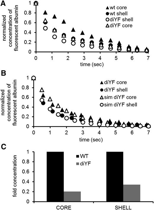 Figure 7. Larger gaps predict faster solute transport and decreased platelet activation. (A) Solute transport, as measured by caged fluorescent albumin, is faster, both in the core (circles) and in the shell (triangles), of diYF mice (empty symbols) compared to wild-type (wt) mice (filled symbols) (experimental data are from Stalker et al,9 Figure 2). (B) Simulations (empty symbols) predict measured solute transport data, for both the core (circles) and the shell (triangles) of diYF (filled symbols) mice. (C) Simulation of solute release from a wall region under the core predicts that the average concentration at steady state will be lower in both regions in the diYF mice.