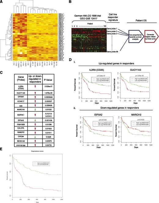 Figure 2. Statistical analysis for identification of responder signature. (A) Heat map of top 100 probes that significantly differentiate responders (KG1, EOL-1, NOMO-1, HNT-34, FKH-1, and GDM-1) from nonresponders. Red, high expression; yellow, low expression. (B) Workflow of the statistical validation using German AMLCG 1999 clinical trial data as test data. The top 100 responder probes identified from the cell line study were used to retrieve relevant information from the test data. Using patient overall survival (OS) time, Cox proportional hazards survival analysis and Kaplan-Meier analysis were performed. (C) Fourteen genes in the test data were found to be significantly associated with patient OS time. (D) High expression of CD25 or GUCY1A3 (i) and low expression of EIF5A2 or MARCH3 (ii) were found to be significantly associated with shorter overall survival time. MOS, median of overall survival time. (E) Kaplan-Meier plot shows the high expression score from the combined signature significantly predicted poor patient survival time in the German AMLCG 1999 clinical trial data (P = 2.71e−7). MOS of “NA” indicates that more than 50% of the patients in the “low score” group survived until the end of the study.