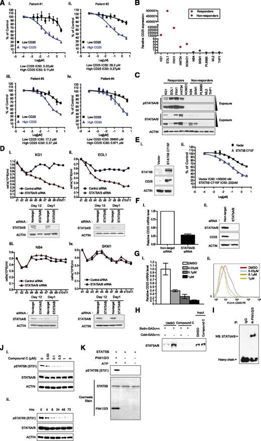 Figure 3. Inhibition of PIM kinase activity suppresses growth of AML cells with high CD25 expression by down-regulating STAT5 activity. (A) Differential response of patient leukemia blasts subpopulations to the inhibition of PIM kinase activity. Primary leukemia blasts from 4 patients were sorted into high-CD25 expression or low-CD25 expression subpopulations and treated with the indicated concentrations of PIM inhibitor. IC50 values were specified. (B) Verification of CD25 mRNA levels in responder cell lines. Quantitative reverse-transcription polymerase chain reaction assays measuring CD25 mRNA levels in the indicated cell lines were implemented. Relative CD25 expression was calculated by normalizing the CD25 mRNA expression value of each cell line to that of the PLB985 cell line. (C) Level of STAT5 tyrosine phosphorylation in a panel of responders and nonresponders. Responders of PIM kinase inhibition exhibited a high level of STAT5 tyrosine phosphorylation (Y694/699), with the exception of NOMO1. In some nonresponders, the expression of total STAT5 was not obvious. (D) Effect of STAT5 knockdown on the growth of KG1, EOL1, NB4, and SKM1 cell lines. Sustained knockdown of endogenous STAT5A/B was achieved by continuous exposure to Accell siRNAs (see supplemental Methods) over the course of specified experiments. Culture volume was diluted 1:1 every day to avoid overconfluency and ensure the optimal growth of cells. (E) Proliferative response to PIM kinase inhibition on expression of constitutive STAT5B in a nonresponder cell line. Introduction of STAT5B C715F drastically upregulated CD25 levels in a nonresponder ML2 cell line (i). (F) Regulation of CD25 expression in KG1 cells. Knockdown of STAT5 in KG1 cells abrogated CD25 mRNA (i) and protein expression (ii). (G) The effect of PIM kinase inhibition on CD25 mRNA expression. PIM inhibitor dose-dependently downregulates CD25 expression at the mRNA level (i) and the protein level (ii). (H) Modulation of STAT5 DNA binding capacity in the presence of a PIM inhibitor. Nuclear extracts were made from either dimethylsulfoxide or compound C-treated cells and incubated with biotin-labeled double-stranded oligonucleotides derived from a CD25 promoter region that contains STAT5 DNA binding sequences (Biotin-GASc+n). “Cold- GASc+n” denotes unlabeled oligonucleotide that serves as a control for binding specificity. (I) Interaction between PIM kinase family and STAT5 transcription factors. Immunoprecipitation of PIM kinases was carried out in radioimmunoprecipitation assay buffer, and the presence of STAT5 was detected by western blot. (J) Modulation of STAT5B pS731 by PIM kinase inhibition. Treatment with PIM inhibitor significantly downregulated S731 phosphorylation on STAT5B in a dose-dependent (i) and time-dependent (ii) manner. (K) Direct phosphorylation of STAT5B S731 by PIM kinases. Biochemical reaction was carried out in the presence of recombinant STAT5B and PIM kinases. Protein input is illustrated by Coomassie staining (lower).