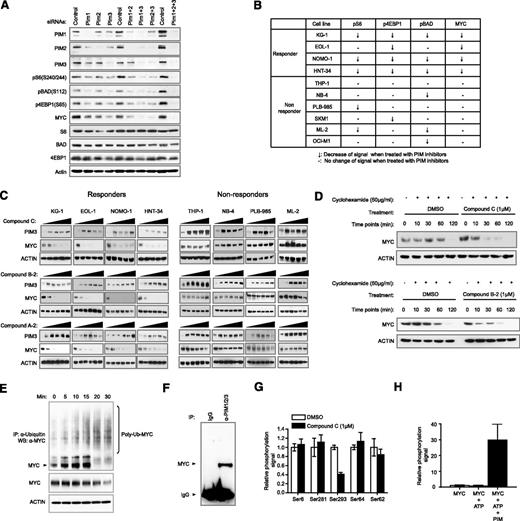 Figure 5. Ubiquitin pathway-mediated downregulation of MYC protein level on compound treatment correlates consistently with cell growth sensitivity toward PIM inhibition. (A) Evaluation of putative PIM substrates by siRNA knockdown. KG1 cells were treated with siRNAs against PIM1, PIM2, or PIM3, either alone or as combinations. Modulations of the indicated phosphorylation events and protein abundance were assessed by western blot. (B) A summary of changes of specified intracellular markers on treatment with PIM inhibitors in a panel of responders and nonresponders. (C) MYC protein levels in responders and nonresponders on treatment of 3 diverse PIM inhibitors. (D) Half-life of endogenous MYC on treatment of PIM inhibitors. Endogenous MYC in KG1 cells has an average half-life of between 1 and 2 hours. In the presence of a PIM inhibitor, the half-life is shortened to at least less than 30 minutes (upper). Similar results were obtained using another PIM inhibitor with a different chemical structure (lower). (E) Ubiquitination of endogenous MYC in the presence of a PIM inhibitor. The position of MYC is specified with an arrow. Upward smearing streaks are indicative of poly-ubiquitinated MYC, which are intensified at the 20- and 30-minute points. Concurrent reduction of MYC protein levels is observed. (F) PIM kinases and MYC are present in the same complex. Cellular extracts were immunoprecipitated with antibodies against PIM1, PIM2, and PIM3 in radioimmunoprecipitation assay buffer. Presence of MYC was detected by western blot. (G) Differential perturbation of MYC phosphorylation sites by PIM inhibitor. Of all detectable MYC phosphorylation sites identified by quantitative phosphoproteomic mass spectrometry, S293 is the only site demonstrated to be significantly suppressed by compound C. (H) Direct phosphorylation of MYC S293 by PIM kinases. Biochemical reaction was carried out in the presence of recombinant MYC and PIM kinases. Quantitative phosphoproteomic mass spectrometry was then used to determine the level of phospho-S293.