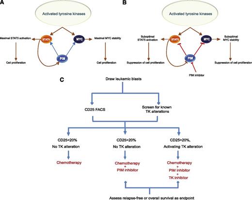 Figure 7. Schematic of proposed mechanism of action and patient stratification strategy for PIM inhibitors. (A) PIM kinases augment the tyrosine kinase-mediated STAT5 activation and MYC stability to achieve maximal proliferative effect. Abnormally activated upstream tyrosine kinases stimulate STAT5 activity and stabilize MYC protein but require PIM kinases to achieve maximal and sustained activation of these oncoproteins. (B) In the presence of anomalous tyrosine kinase activation, addition of a PIM inhibitor diminishes the activity of STAT5 and shortens the stability of MYC. A specific and potent PIM inhibitor may suppress serine phosphorylation events on STAT5 and MYC to attenuate the tyrosine kinase-mediated activation. (C) Incorporation of CD25 and genetic assessment of tyrosine kinases as patient selection biomarkers in a clinical trial.
