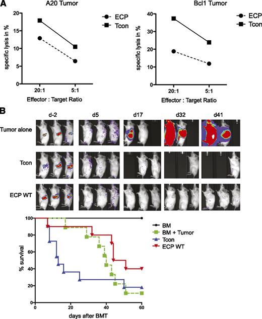 Figure 7. GVT effect is maintained after ECP treatment. (A) Specific killing of target (T) tumor cell lines A20 (left) and Bcl1 (right) by effector CD8+ T cells (E) is shown. CD8+ T cells were isolated from ECP-treated (ECP) or nontreated (Tcon) mice 10 days after BMT and were added to 51Cr-labeled target cells at an E:T ratio of 20:1 and 5:1. Specific killing occurred in both target cells, but with reduced efficiency in ECP-treated mice. (B) GVT effects in vivo are maintained in ECP-treated mice in a Bcl1 tumor model. Recipients were injected with 5 × 103 luc+Bcl1 cells 9 days prior to BMT. Tumor-bearing recipients were transplanted with Tcon alone (blue, ▲), or additionally received ECP-treated splenocytes from healthy mice (red, ▼) 48 hours prior to BMT. Results are done in triplicates and are representative of 2 individual experiments (A) or are compiled from 2 experiments with 10 mice per group (B).