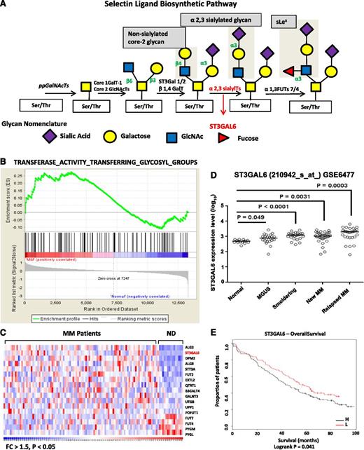 Figure 1. Glycosylation gene expression in MM. (A) Selectin ligand biosynthetic pathway. Sialyltransferases, including ST3GAL6, transfer sialic acid from the activated cytidine 5′-monophospho-N-acetylneuraminic acid to terminal positions on sialylated glycolipids (gangliosides) or to the N- or O-linked sugar chains of glycoproteins. ST3GAL6 contributes to the formation of selectin ligands and sialyl Lewis X, a carbohydrate important in cell-cell recognition. (B) GSEA software analyzed glycosylation-related genes in MM patients from the previously published data set GSE6477. Shown is a graphic enrichment of a publicly available MSigDB gene set (TRANSFERASE_ACTIVITY_TRANSFERRING_GLYCOSYL_GROUPS) in MM patients (left, red) compared with healthy controls (blue, right). False discovery rate (FDR) = 0.24 and normalized enrichment score (NES) = 1.14. (C) Heat map demonstrating significantly altered glycosylation gene expression pattern in MM patients vs normal donors (ND) with fold change (FC) >1.5 and P < .05. ST3GAL6 is highlighted in red as one of the most significantly enriched glycosylation genes in MM patients. (D) Analysis of ST3GAL6 expression in the GSE6477 data set showing significantly increasing expression of ST3GAL6 with disease progression. Comparison of ST3GAL6 expression in healthy donors (Normal) to that in patients with MGUS, smoldering MM, newly diagnosed MM and relapsed MM shows increasing expression levels of this gene (P = .049, < .0001, .0031, and .0003, respectively; see Table 1). (E) Kaplan-Meier survival proportions analysis of patient outcome data from the MRC IX trial demonstrating high levels of ST3GAL6 expression associated with inferior OS: low (L) = 48 months, high (H) = 36 months. Log-rank P = .041. N (H) = 129, N (L) = 130.