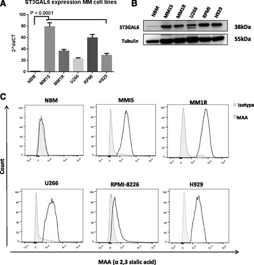 Figure 3. ST3GAL6 expression MM cell lines. (A) ST3GAL6 expression MM cell lines; qRT-PCR for ST3GAL6 gene expression in MM cell lines MM1S, MM1R, U266, RPMI-8226 (RPMI), and H929 compared with CD138 cells isolated from normal healthy donor bone marrow (NBM) P < .0001. (B) Western blot analysis demonstrating the expression level of ST3GAL6 protein in CD138+ cells isolated from the bone marrow of healthy controls (NBM) compared with MM cell lines MM1S, MM1R, U266, RPMI8226, and H929. (C) Flow cytometry demonstrating surface expression of MAA lectin, which binds to α-2,3 sialylated glycans, at the surface of MM cell lines MM1S, MM1R, U266, RPMI8226, and H929 compared with CD138+ cells isolated from healthy donor bone marrow (NBM). MAA is synthesized by ST3GAL6, and the presence of this lectin at the cell surface is indicative of ST3GAL6 activity in these cells.