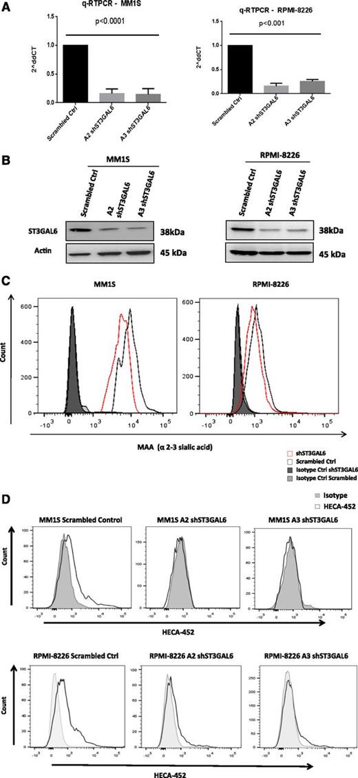 Figure 4. ST3GAL6 Knockdown MM cell lines. (A) qRT-PCR demonstrating efficiency of lentiviral-mediated knockdown of ST3GAL6 in MM1S (left) and RPMI-8226 (right) cell lines vs corresponding scrambled controls. shST3GAL6 MM1S cells vs scrambled control, P < .0001; shST3GAL6 RPMI-8226 cells vs scrambled controls, P < .001. (B) Western blot analysis for ST3GAL6 protein expression in MM1S and RPMI-8226 cell lines compared with scrambled controls, demonstrating significant reduction of protein expression in knockdown cell lines. (C) Flow cytometry demonstrating reduced expression of MAA lectin on MM1S and RPMI-8226 cells after the knockdown of ST3GAL6 in these cell lines. Comparison of MFIs: MM1S scrambled vs MM1S A2 clone, P = .0006; RPMI-8226 scrambled vs RPMI-8226 A2 clone, P = .001. (D) Flow cytometry demonstrating reduced expression of HECA452 on MM1S and RPMI-8226 shST3GAL6 cells compared with scrambled control cells. Comparison of MFIs: MM1S scrambled vs MM1S clone A2, P = .014; scrambled vs MM1S clone A3, P = .0059. RPMI scrambled vs RPMI-8226 clone A2, P = .005; scrambled vs RPMI-8226 clone A3, P = .001.