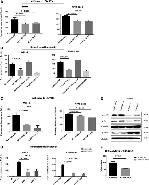 Figure 5. In vitro functional effect of ST3GAL6 knockdown in MM cell lines. (A) Effect of ST3GAL6 knockdown on the ability of MM1S and RPMI-8226 cells to adhere to BMSCs isolated from the BM of MM patients. MM1S clone A2, P = .0263; clone A3 P = .0286. RPMI-8226 clone A2, P = .0023, clone A3 P = .003. (B) Adhesion of ST3GAL6 knockdown cells to fibronectin in vitro compared with corresponding scrambled control cells. MM1S A2 clone, P = .0003; RPMI-8226, P < .0001. Similar results were obtained for MM1S and RPMI-8226 A3 clones (data not shown). (C) Adhesion of MM1S and RPMI-8226 shST3GAL6 cells to HUVECs compared with scrambled control cells. Both shST3GAL6 knockdown cells had a significantly reduced ability to adhere to HUVECs in vitro. MM1S clone A2, P = .0003; clone A3 P < .0001. RPMI-8226 clone A2, P = .01; clone A3 P = .003. (D) Migration of ST3GAL6 knockdown cells to BMSC-conditioned media (BMSC CM) in a transendothelial migration assay. The ability of ST3GAL6 knockdown cells to achieve transendothelial migration was significantly reduced compared with scrambled control cells. MM1S clone A2, P < .01; clone A3, P < .01. RPMI-8226 clone A2, P = .0003; A3 P = .0001. (E) Western blot analysis demonstrating reduced levels of adhesion-related proteins in MM1S shST3GAL6 cells that were co-cultured with the BMSCs from MM patients for 24 hours. Phosphorylated paxilin was reduced in shST3GAL6 compared with scrambled control cells cultured in the presence of BMSCs. Phosphorylation of cofilin was greater in the MM cells co-cultured with BMSCs. We also noted an induction of P-Src in scrambled control cells upon co-culture with BMSCs, which was not apparent in the shST3GAL6 cells. α-tubulin was used as a loading control. (F) Rolling of shST3GAL6 cells on P-selectin compared with scrambled control cells demonstrates a reduced ability of these cells to roll on P-selectin (P = .02).