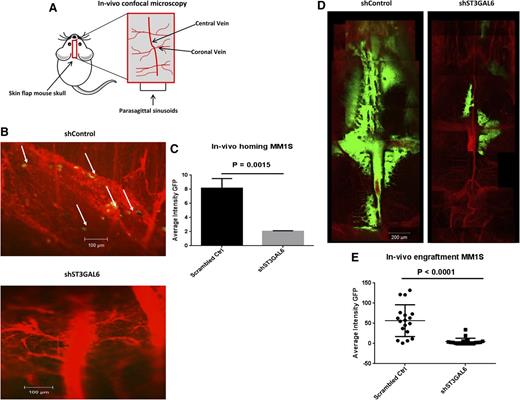 Figure 6. In vivo ST3GAL6 knockdown. (A) Graphic representation of the anatomic region of the mouse skull examined using confocal microscopy. (B) Representative in vivo confocal microscopy images of scrambled control MM1S-GFP+ cells demonstrating homing to the BM of SCID-Bg mice 18 hours after tail vein injection of 1 × 106 cells (left panel). In these mice, GFP+ cells were visible within the vessels and in the surrounding BM niche, indicating their homing ability. The right panel demonstrates the corresponding vessels in mice that received shST3GAL6 cells; in these mice, there was no evidence of GFP+ cells arriving to the BM, indicating an impaired ability of these cells to home. Images are representative of n = 3 per group. (C) Quantification of in vivo homing of shST3GAL6 or scrambled control GFP+ cells to the BM in vivo. shST3GAL6 cells demonstrated a reduced homing ability, P = .0015. (D) Representative in vivo confocal microscopic images demonstrating a reduction in engraftment and tumor growth of ST3GAL6 knockdown cells in the BM niche of the skull 4 weeks after IV injection of 5 × 106 shST3GAL6 or scrambled control cells (n = 3/group). (E) Quantification of in vivo engraftment of shST3GAL6 cells vs scrambled controls. shST3GAL6 cells demonstrated significantly reduced engraftment, P < .0001.