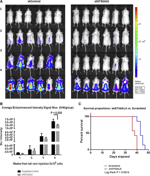 Figure 7. Effect of ST3GAL6 knockdown on tumor burden and survival in mice. (A) Tumor burden as assessed by BLI: shown are weeks 1, 2, and 3, and final imaging at week 4 post-injection of 5 × 106 cells (n = 6/group). A reduction in tumor burden was noted in mice that received shST3GAL6 cells compared with scrambled controls. (B) Average BLI signal was quantified over the course of the 4-week study. This demonstrated a statistically significant reduction in tumor burden for mice that received shST3GAL6 cells compared with scrambled controls cells; P = .005. (C) Kaplan-Meier survival probability curve. The effect of knockdown of ST3GAL6 in MM cells on survival of xenograft mice was evaluated in a separate survival study. Mice injected IV with 5 × 106 shST3GAL6 cells had a superior survival to mice injected with scrambled control cells (n = 7/group), log-rank P = .0014.