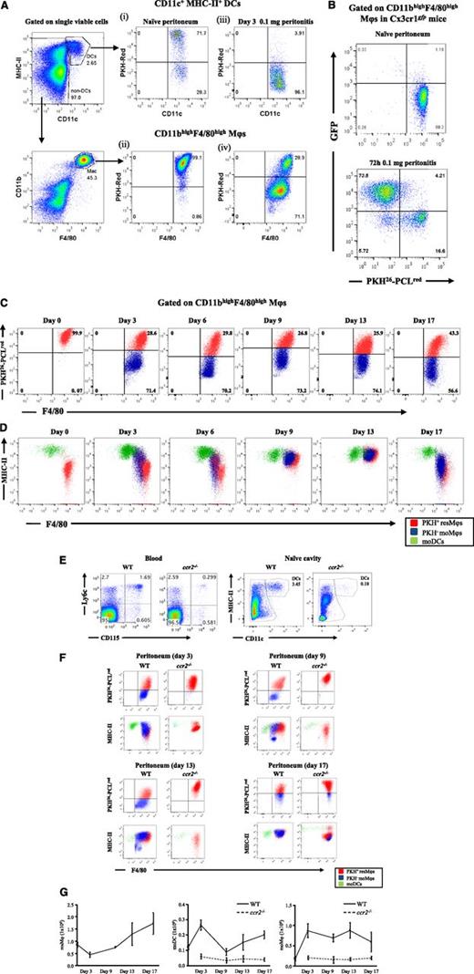 Figure 2. Temporal profiles of mononuclear phagocytes and DCs throughout inflammation, resolution, and postresolution/adaptive immunity phase. The gating strategy in supplemental Figure 4 was used to identify Mφ and DC populations in the peritoneal cavity of naïve mice. Using this approach, (A) the cell tracker dye PKH26-PCLred was injected into the cavity of mice and its labeling of tissue-resident DCs and resMφ determined in the naïve peritoneum (A, panels i-ii, respectively). These mice were then injected with 0.1 mg of zymosan, revealing (A, panel iii) the disappearance of DCs from the naïve peritoneum after inflammation and the presence of both (A, panel iv) PKH26-PCLred-positive resMφs and PKH26-PCLred-negative moMφs 72 hours post-zymosan. The origin of the latter as being Ly6chi-derived was confirmed using (B) CX3CRgfp mice. (C) The temporal and relative changes of resMφs vs moMφs (Ly6chi–monocyte-derived) from onset (4 hours), classic resolution (48-72 hours) and postresolution from day 6 onwards are shown. These data were further back-gated onto (D) MHC-II vs F4/80 to depict the overall temporal changes of mononuclear phagocytes and DCs throughout and after resolving inflammation. Further experiments were carried out using (E-F) ccr2−/− mice to prove the ly6chi origin of moMφs and MoDCs throughout resolution and postresolution with the (G) temporal profiles of resMφs, moMφs, and MoDCs shown. Data are presented as mean ± SEM for n = 6 mice/group.