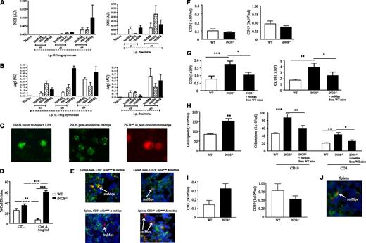 Figure 4. The resMφs bring about postresolution lymphocyte contraction in an iNOS-dependent manner. The resMφs from 0.1 mg of zymosan and S pneumonia-induced acute resolving inflammation revealed increased expression of (A) iNOS and (B) arginase. (C) Immunofluorescence was used to visualize the intracellular localization of iNOS in postresolution resMφs, whereas (D) confirmed their iNOS-dependent suppression of T-cell proliferation. (E) Some PKH26-PCLred-positive resMφs migrate to mesenteric lymph nodes and spleen day 9 post 0.1 mg zymosan. Migrated iNOS-expressing resMφs mediate immune suppression was illustrated in iNOS−/− mice, although the composition of the (F) naïve cavity is equivalent between knockouts and controls, and 14 days after inflammation lymphocyte numbers were greater in iNOS−/− mice (G) peritoneal cavity and (H) spleens with (I) effects in persisting in spleen for up to 6 weeks. (G-I) The reversal of adaptive immune responses in iNOS deficient animals by the intraperitoneal injection of PKH26-PCLred-positive resMφ from WT mice into iNOS−/− mice are shown. (J) Adoptively transferred resMφs (stained red) from WT mice migrated to the spleen of iNOS knockouts; CD3 cells are stained in green. The P value was ≤.05, as determined by ANOVA, followed by the Bonferroni t test or two-tailed Student t test, with data expressed as mean ± SEM for n = 6 mice/group. *P ≤ .05; **P < .01; ***P < .001.
