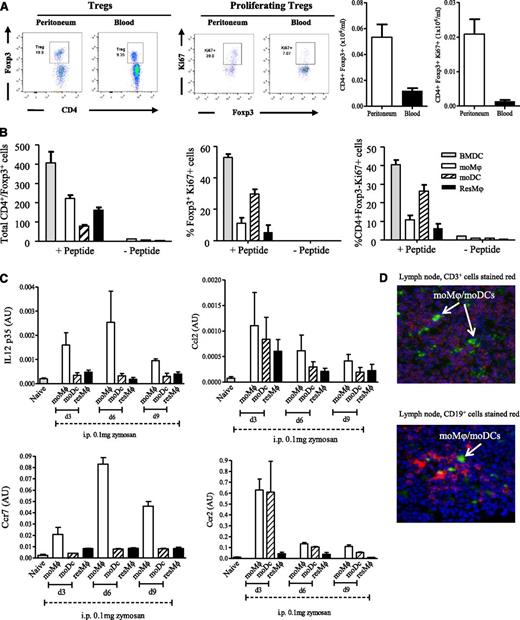 Figure 5. Postresolution Mφs trigger FoxP3 expression in CD4 T cells. (A) The relative ratios of blood vs peritoneal Tregs was determined 9 days after zymosan injection (0.1 mg) with postresolution resM, moMφs, and moDCs incubated with CD4 T- and Trp-1 peptide (SGHNCGTCRPGWRGAACNQKILTVR) + TGF-β for 5 days and analyzed for the presence of (B) Foxp3 expression and effector T-cell proliferation. Analysis of these Mφ/DC populations revealed a (C) migratory phenotype that was (D) confirmed by injecting PKH26-PCLgreen into mice on day 6 post-zymosan (0.1 mg), which also had PKH26-PCLred injected into their naïve peritoneum to label resMφs. This resulted in infiltrating moMφs and moDCs labeling positively for only PKH26-PCLgreen (shown), whereas resMφs were labeled with both PKH26-PCLred and PKH26-PCLgreen (not shown). Data are presented as mean ± SEM for n = 6 mice/group.