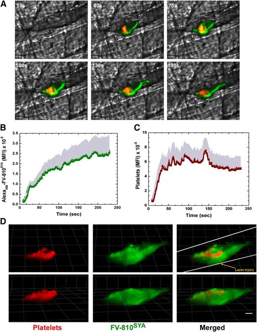 Figure 2. Direct imaging of FVa and platelets. (A) Digital composite fluorescence and brightfield images of representative thrombi in HB mice infused with Alexa488-FV-810SYA (600 µg/kg) at 10, 40, 70, 100, 130, and 190 seconds after injury; Alexa488-FV-810SYA (green), platelets (red), and overlap between FV-810SYA and platelets (yellow). Bar represents 10 µm. (B-C) Kinetics of Alexa488-FV-810SYA (n = 4 mice; 20 thrombi) and platelets (n = 4 mice; 20 thrombi) fluorescence accumulation over time. (D) Confocal imaging of Alexa488-FV-810SYA and platelets 4 minutes after laser injury, merged or presented individually; step size = 1 µm in z-plane; total section 30 µm. Images depict different orientations of the same thrombus. (D) Upper panel: horizontal orientation; lower panel: 45 degrees rotated. Bar represents 30 µm. Platelet accumulation was monitored using Alexa555-labeled rat anti- CD41 F(ab)2 antibody.