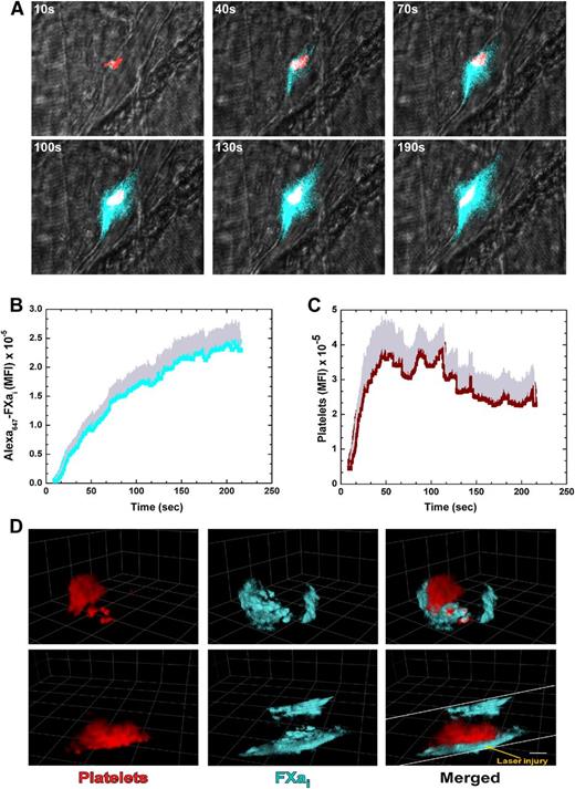 Figure 3. Direct imaging of FXa and platelets. (A) Digital composite fluorescence and brightfield images of representative thrombi in HB mice infused with unlabeled FV-810SYA (600 µg/kg) and labeled Alexa647-FXai (80 µg/kg) at 10, 40, 70, 100, 130, and 190 seconds after injury; FXai (cyan), platelets (red), and overlap between FXai and platelets (white). (B-C) Kinetics of Alexa647-FXai (n = 5 mice; 22 thrombi) and platelets (n = 5 mice; 22 thrombi) fluorescence accumulation over time. (D) Confocal imaging of Alexa647-FXai and platelets 4 minutes after laser injury, merged or presented individually; step size = 1 µm in z-plane; total section 30 µm. Images depict different orientations of the same thrombus. (D) Upper panel: horizontal orientation; lower panel: 90 degrees to the right. Bar represents 30 µm. Platelet accumulation was monitored using Alexa555-labeled rat anti- CD41 F(ab)2 antibody.