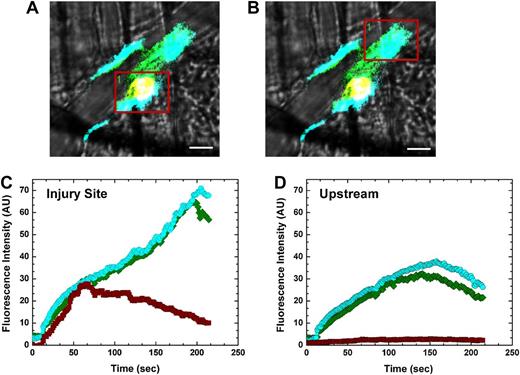 Figure 4. Imaging of prothrombinase constituents. Digital composite fluorescence and brightfield images of a representative thrombus acquired 3 minutes postinjury in HB mice infused with labeled Alexa488-FV-810SYA (green; 600 µg/kg), platelet antibody (red), and Alexa647-FXai (cyan; 80 µg/kg); yellow (FV-810SYA and platelets) or white (FV-810SYA, FXai, and platelets) represent colocalization. (A) Red box covers core injury site; (B) red box covers upstream of injury. (A-B) Bar represents 10 µm. Time course fluorescence intensity for Alexa488-FVa-810SYA (green), Alexa647-FXai (cyan), and platelets (red) either at the injury site (C) or upstream of the injury (D). Platelet accumulation was monitored using Alexa555-labeled rat anti- CD41 F(ab)2 antibody.