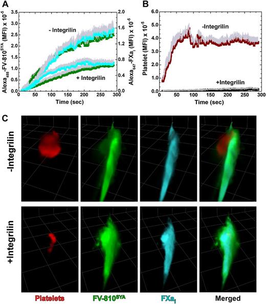 Figure 5. Effect of integrilin on distribution of prothrombinase constituents. (A) Kinetics of Alexa488-FV-810SYA (600 µg/kg), Alexa647-FXai (80 µg/kg), and (B) platelet fluorescence accumulation over time in the presence (n = 5 mice; 23 thrombi) or absence (n = 5 mice; 22 thrombi) of integrilin. (C) Confocal imaging of labeled platelets, Alexa488-FV-810SYA, and Alexa647-FXai 240 seconds after laser injury, merged or presented individually; step size = 1 µm in z-plane; total section 30 µm. (C) Without integrilin (top); with integrilin (bottom). Platelet accumulation was monitored using Alexa555-labeled rat anti-CD41 F(ab)2 antibody.