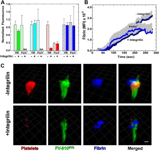 Figure 6. Effect of integrilin on distribution and accumulation of fibrin. (A) Normalized fluorescence intensity of, Alexa488-FV-810SYA (green), Alexa647-FXai (cyan), platelets (red) and fibrin (blue) over volume from multiple thrombi (n = 3-7 mice; 14-27 thrombi per group) generated at approximately 4 minutes after injury in HB or Par 4−/− mice infused with labeled-FV-810SYA FVa (600 µg/kg), Alexa647-FXai (80µg/kg), antibodies against platelets, or fibrin with or without integrilin. Normalized fluorescence intensity was not acquired for FV-810SYA and FXai for Par4−/− mice in the presence of integrilin (NA). NA, not acquired. (B) Kinetics of fibrin accumulation over time in Par 4−/− mice (n = 3 mice; 15 thrombi) or HB mice (n = 5 mice; 22 thrombi) infused with labeled Alexa488-FV-810SYA (600 µg/kg) in the presence or absence of integrilin (10 mg/kg). (C) Confocal imaging of labeled platelets, Alexa488-FV-810SYA, and labeled fibrin 240 seconds after laser injury, merged or presented individually; step size = 1 µm in z-plane; total section 30 µm. (C) Without integrilin (top); with integrilin (bottom). Platelet accumulation was monitored using Alexa555-labeled rat anti-CD41 F(ab)2 antibody and fibrin was detected with Alexa647-labeled anti-fibrin antibody. (C) Bar represents 30 μm.