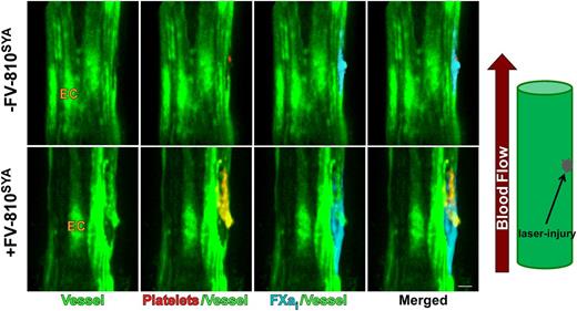 Figure 7. Spatial distribution of platelets and FXai in HB-Tie2-GFP mice. Confocal images of endothelium defined by GFP fluorescence (green) Alexa647-FXai (cyan) and Alexa555-anti-CD41 (red) at approximately 3 minutes without (-) FV-810SYA or after infusion of unlabeled FV-810SYA. Step size = 2 µm in z-plane, total sections = 20 µm. Bar represents 30 µm.