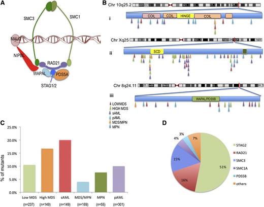 Figure 1. Characterization of cohesin mutations in patients with myeloid disease. (A) Structure of the cohesin ring. (B) Position and disease subtype for identified cohesin mutations SMC3 (i), STAG2 (ii), and RAD21 (iii). No correlation was found with any structural motif, and no mutational hotspots were identified. (C) Frequency of cohesin family gene mutations in each myeloid malignancy. (D) Distribution of cohesin family gene mutations identified across the patient cohort.