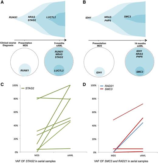 Figure 4. Analysis of clonal hierarchy points toward cohesin as a secondary mutation. (A-B) Exemplary serial samples illustrating clonal architecture of cohesin family genes. (C) VAFs of STAG2 mutations by deep sequencing in serial samples. For each STAG2 mutant patient with available serial samples, the VAF in each sampling is shown. Although only 2 patients were found to harbor a STAG2 mutation in the dominant clone at the first time point, 7 out of 8 patients (87.5%) who were initially found to have a subclonal STAG2 mutation underwent clonal expansion, becoming the dominant clone at the time of transformation (P = .05). (D) VAFs of SMC3 and RAD21 mutations by deep sequencing in serial samples. For 4 patients with SMC3 mutations and the 1 patient with a RAD21 mutation with available serial samples, the VAF in each sampling is shown. All of these 5 patients harbored subclonal cohesin mutations at the first time point, with 2 out of 4 (50%) of the SMC3 mutant patients and the 1 out of 1 RAD21 mutant patient undergoing clonal expansion, becoming the dominant clone at the time of transformation.