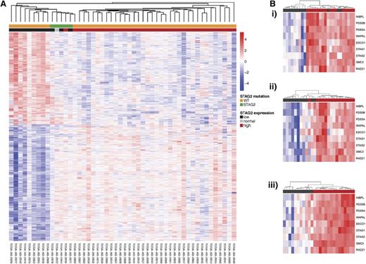 Figure 6. Unsupervised hierarchical clustering of gene expression with annotation by cohesin mutational status and cohesin expression. (A) Unsupervised hierarchical clustering of TCGA AML patients with annotation of STAG2 low expression and STAG2 mutation. Patients with STAG2 mutations and low STAG2 expression cluster show a unique expression profile and cluster separately from patients with WT STAG2 and high expression. (B) Cohesin complex expression in STAG2 (i), RAD21 (ii), and SMC3 (iii) low expressors. Within each group of cohesin low expressors, the entire cohesin family gene complex has similarly decreased expression.
