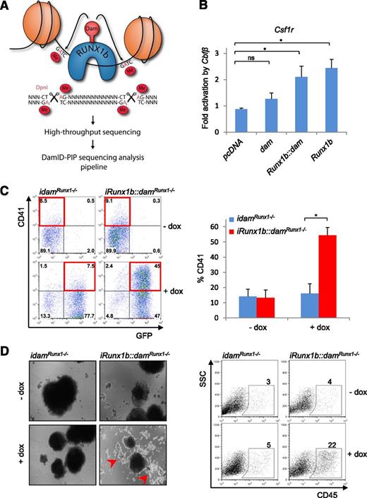Figure 1. Establishment of RUNX1b-DamID for mammalian cells. (A) Schematic representation of the DamID technique. RUNX1b binding sites are marked by methylation of nearby GATC sites. Binding sites are isolated from genomic DNA using the methylation-specific restriction enzyme DpnI, amplified by PCR and subjected to high throughput sequencing. Sequencing data were analyzed by DamID-seq analysis pipeline, DamID-PIP. (B) Csf1r luciferase assay in HEK293T cells with Runx1b, Runx1b::dam, and untethered dam cotransfected with Cbfβ. *P < .05 (n = 4). (C) EHT assay in the iRunx1b::damRunx1−/− and idamRunx1−/− mouse ES lines. HE cells were cultured for 3 days in the presence or absence of dox. (Left) Representative CD41/GFP FACS plots. GFP marks Dam transgene expression. (Right) Frequency of CD41+ cells. *P < .05 (n = 4). (D) (Left) Representative images of iRunx1b::damRunx1−/− and idamRunx1−/− aggregates at day 13 of culture in the presence or absence of dox. Dox-treated iRunx1b::damRunx1−/− aggregates generate round hematopoietic cells marked by red arrows. (Right) Frequency of CD45+ cells in iRunx1b::damRunx1−/− and idamRunx1−/− aggregates at day 13 (FACS). ns, not significant.
