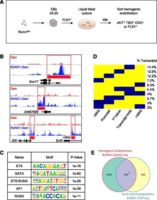 Figure 2. Genome-wide RUNX1b binding site profiling in HE. (A) Schematic representation of the generation of HE populations for DamID-seq. Runx1ko ES cells were differentiated as EBs up to day 3.25 and sorted for FLK1 expression. FLK1+ cells were cultured in liquid blast conditions for 48 hours and then sorted either for cKIT+, TIE2+, CD41−, or FLK1+ to enrich for the HE population. (B) Raw DamID-seq read data from RUNX1b::Dam and control Dam samples in Runx1ko HE. Red bars indicate the RUNX1b::Dam peaks identified by DamID-PIP showing binding to the known RUNX1 targets Sox17, AI467606, and Gfi1. (C) Motif discovery analysis on RUNX1 DamID peaks in Runx1ko HE. Table shows the top 5 most enriched motifs. (D) Binary heat map depicting the location of RUNX1 peaks (in blue) relative to transcript coordinates. Each transcript bound by RUNX1 was divided into 5 regions: −30 kb region upstream of transcription start site (TSS), promoter (±2 kb from TSS), first intron, transcript body without the 1st intron, and +30 kb region downstream of transcript end. Numbers indicate percentage of RUNX1-bound transcripts (total number of transcripts = 7367). Only peak distribution patterns encompassing ≥ 3% of transcripts are shown. (E) Venn diagram showing overlap of RUNX1 target genes determined by RUNX1 DamID-seq in Runx1ko HE and by RUNX1 ChIP-seq in EBP (combination of HE and hematopoietic precursors). *P = 1.84−54.