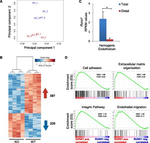 Figure 3. RUNX1 expression correlates with the induction of an endothelial-associated cell adhesion and migration program in the HE. (A) Principal component analysis of RNA-seq expression data from all biological replicates of Runx1wt and Runx1ko HE populations (n = 4). (B) Heat map depiction of all differentially expressed genes between Runx1wt and Runx1ko HE. A total of 387 genes (in red) are positively correlated with RUNX1 expression and 235 genes (in blue) are negatively correlated. (C) RPKM-mapped reads expression values of RUNX1 exons in Runx1wt HE. Total expression was based on exon 8 and RUNX1 distal expression on exons 1 and 2. *P < .001. (D) GSEA showing significantly enriched biological processes and signaling pathways in the gene set positively correlated with RUNX1 expression in HE.