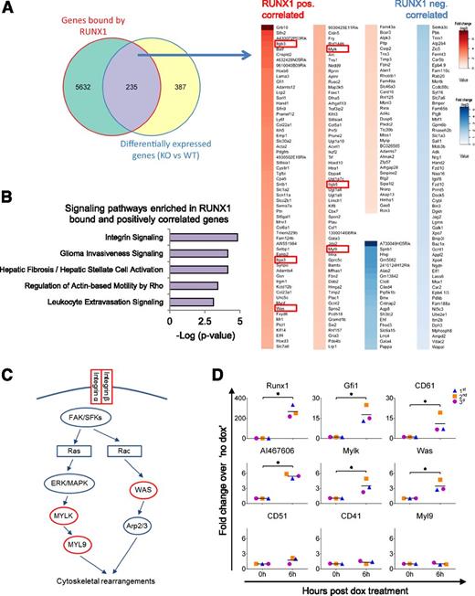 Figure 4. RUNX1 binds to and positively regulates genes involved in cell adhesion, cell migration, and cell-ECM interaction in the HE. (A) (Left) Venn diagram showing the overlap between RUNX1-bound and differentially expressed genes in HE. (Right) Heat map depiction of the 235 RUNX1-bound and differentially expressed genes. RUNX1 positively correlated genes are marked in red shades and negatively correlated genes are marked in blue shades. The genes are ordered according to fold change in differential expression (from high to low). Red boxes show components of the integrin signaling pathway. (B) Enriched signaling pathways in RUNX1-bound positively correlated genes as determined by IPA. (C) Depiction of integrin signaling pathway with RUNX1-bound positively correlated targets shown in red. Integrins mediate signaling through the focal adhesion kinase and SRC-family kinases to mediate cytoskeletal rearrangements by either activating the Arp2/3 complex through the Wiskott–Aldrich syndrome protein, or by activating the myosin light (MYL9 or MLC) chain through phosphorylation from the MYL9 kinase (MYLK or MLCK). (D) qPCR analysis on iRunx1Runx1−/− HE cells at 0 and 6 hours postdox treatment. Graphs show fold change relative to no dox treatment of 3 biological replicates. *P < .05. Paired Student t test was used for statistical analysis.