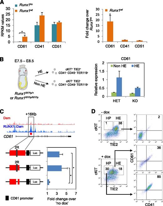 Figure 5. RUNX1 directly controls transcription of integrin β3 (CD61) in the HE. (A) (Left) RPKM mapped reads expression values of CD61, CD41, and CD51 genes in Runx1wt and Runx1ko HE. (Right) Fold change of RPKM values of CD61, CD41, and CD51 genes in Runx1wt HE normalized against Runx1ko. *P < .05. (B) qPCR for CD61 mRNA expression levels in non-HE (cKIT−, TIE2−, CD41−,CD45−, and TER119−) and HE (cKIT+, TIE2+, CD41−, CD45−, and TER119−) enriched populations sorted from E7.5 and E8.5 heterozygous (HET) (RUNX1RFPp/+) and KO (RUNX1RFPp/RFPp) embryos. Data are normalized against the HET HE population. (C) Luciferase assay with the full length and truncated +16 kb CD61 cis-regulatory element cloned upstream of the CD61 promoter. The “2R” depicts the 2 active RUNX1 binding motifs. The activity of all luciferase vectors was tested in iRunx1Runx1−/− HE 24 hours postdox induction. Values were normalized against “no dox” treatment. *P < .05. (D) cKIT/TIE2 and CD61/CD41 FACS plots of iRunx1Runx1−/− HE cells in the presence or absence of dox. HP, hematopoietic progenitors.