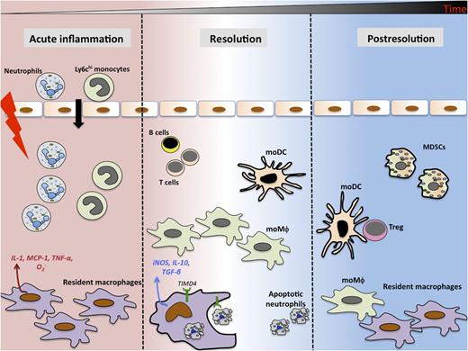 The acute phase of inflammatory response is accompanied by rapid (within minutes) influx of neutrophils and monocytes in response to soluble mediators released by tissue resident cells. During resolution, resident macrophages clear apoptotic neutrophils and make iNOS and proresolving cytokines such as interleukin-10 (IL-10) and transforming growth factor-β (TGF-β). Monocyte-derived macrophages (moMφ) and MoDCs persist in the tissue along with MDSCs and lymphocytes long after classical resolution. MoDCs preferentially drive T-cell proliferation and generation of adaptive immunity in the postresolution phase.
