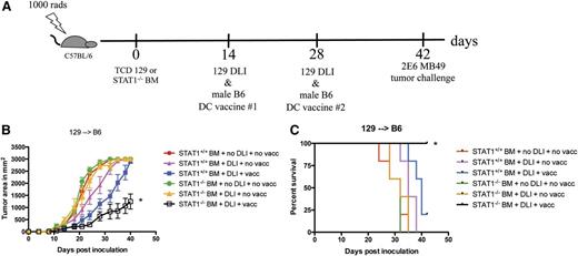 Figure 2. TCD STAT1−/− BM preserves GVT activity in relation to tumor growth but enhances overall survival after DLI and DC vaccination. (A) Lethally irradiated female recipients received TCD miHA-mismatched BM from female STAT1+/+ or STAT1−/− donors (129 → C3H.SW), and on day +14 received 20 × 106 DLI from female STAT1+/+ donors as well as 1 × 105 DCs from male STAT1+/+ donors. On day +28, a second dose of male DC vaccine was administered. Some recipients did not receive a DLI and a DC vaccine as a negative control for tumor protection. On day +42, 2 × 106 MB49 (which expresses the male antigen H-Y) was inoculated onto the right flank. (B) Tumors were measured in 2 dimensions twice weekly, and (C) alloHSCT recipients were followed for overall survival after tumor challenge. N = 5 mice/group, data are representative from 1 of 2 similar experiments. *P < .05.